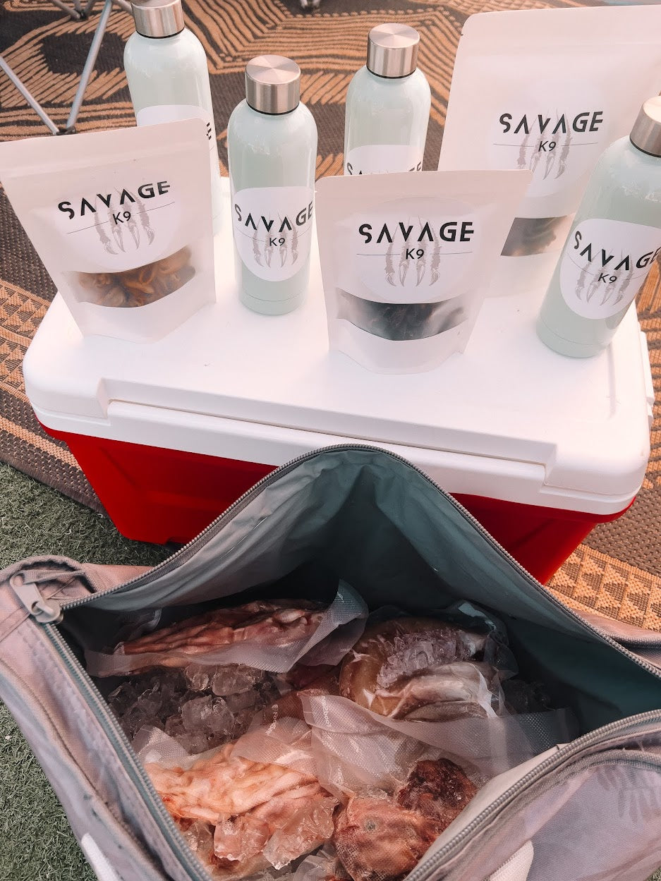 Summer Raw Feeding Safety Tips for Dogs